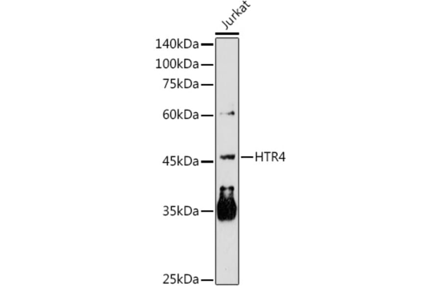 Western Blot - Anti-5HT4 Receptor Antibody (A11566) - Antibodies.com