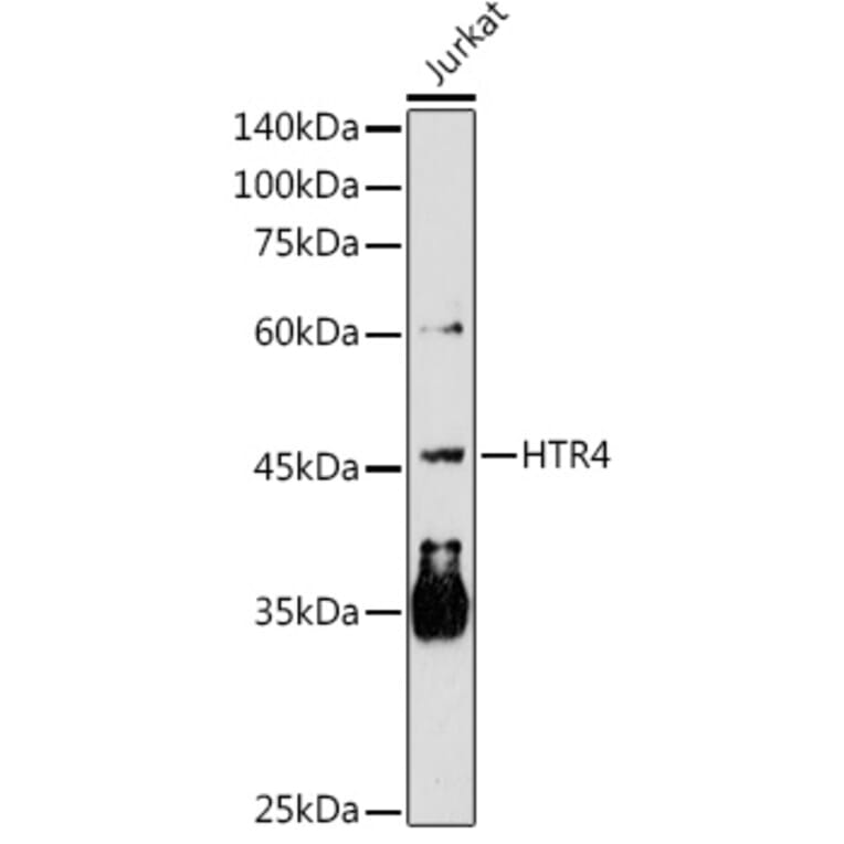 Western Blot - Anti-5HT4 Receptor Antibody (A11566) - Antibodies.com
