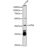 Western Blot - Anti-5HT4 Receptor Antibody (A11566) - Antibodies.com