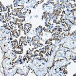 Immunohistochemistry - Anti-Angiotensin Converting Enzyme 1 Antibody (A11567) - Antibodies.com
