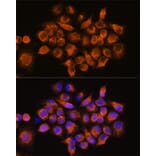 Immunofluorescence - Anti-alpha 2a Adrenergic Receptor Antibody (A11568) - Antibodies.com