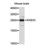 Western Blot - Anti-RAB3C Antibody (A2823) - Antibodies.com