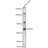 Western Blot - Anti-RUNX2 Antibody (A11571) - Antibodies.com