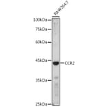 Western Blot - Anti-CCR2 Antibody (A11572) - Antibodies.com