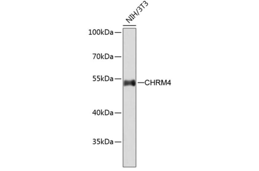 Western Blot - Anti-Muscarinic Acetylcholine Receptor M4/CHRM4 Antibody (A11574) - Antibodies.com