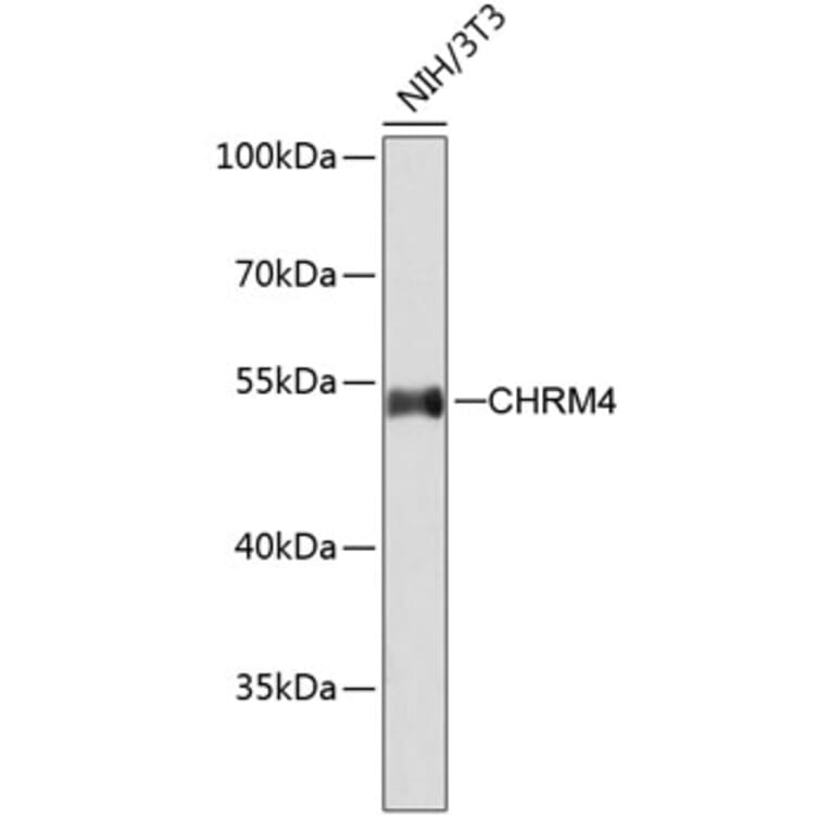 Western Blot - Anti-Muscarinic Acetylcholine Receptor M4/CHRM4 Antibody (A11574) - Antibodies.com
