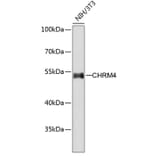 Western Blot - Anti-Muscarinic Acetylcholine Receptor M4/CHRM4 Antibody (A11574) - Antibodies.com