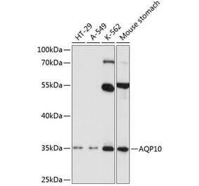 Western Blot - Anti-AQP-10 Antibody (A11578) - Antibodies.com