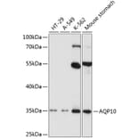 Western Blot - Anti-AQP-10 Antibody (A11578) - Antibodies.com