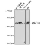 Western Blot - Anti-Dnmt3b Antibody (A11580) - Antibodies.com