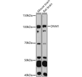 Western Blot - Anti-Dynamin 1 Antibody (A11581) - Antibodies.com