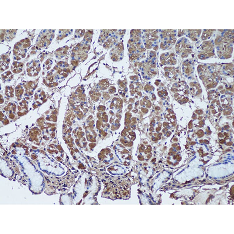 Immunohistochemistry - Anti-SFRP1 Antibody (A11583) - Antibodies.com
