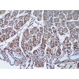 Immunohistochemistry - Anti-SFRP1 Antibody (A11583) - Antibodies.com