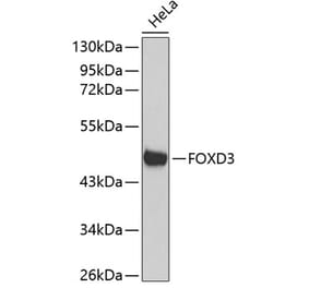 Western Blot - Anti-FOXD3 Antibody (A11585) - Antibodies.com