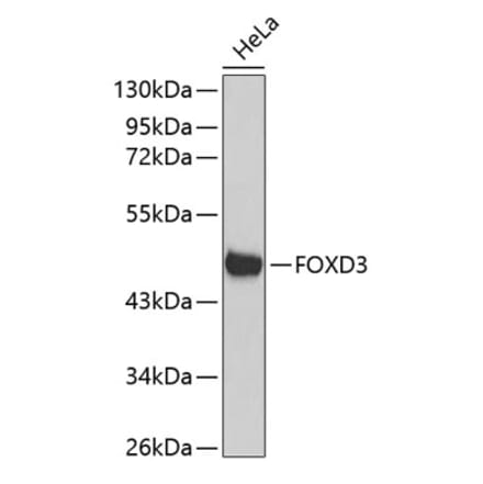 Western Blot - Anti-FOXD3 Antibody (A11585) - Antibodies.com