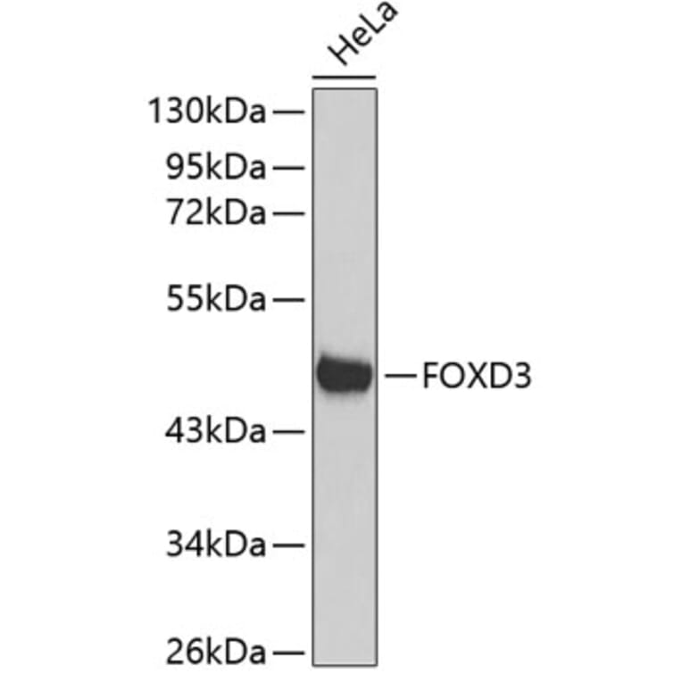 Western Blot - Anti-FOXD3 Antibody (A11585) - Antibodies.com