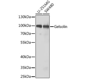 Western Blot - Anti-Gelsolin Antibody (A11587) - Antibodies.com