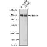 Western Blot - Anti-Gelsolin Antibody (A11587) - Antibodies.com
