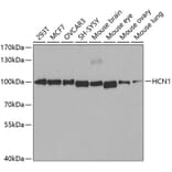 Western Blot - Anti-HCN1 Antibody (A11591) - Antibodies.com