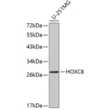 Western Blot - Anti-HOXC8 Antibody (A2975) - Antibodies.com