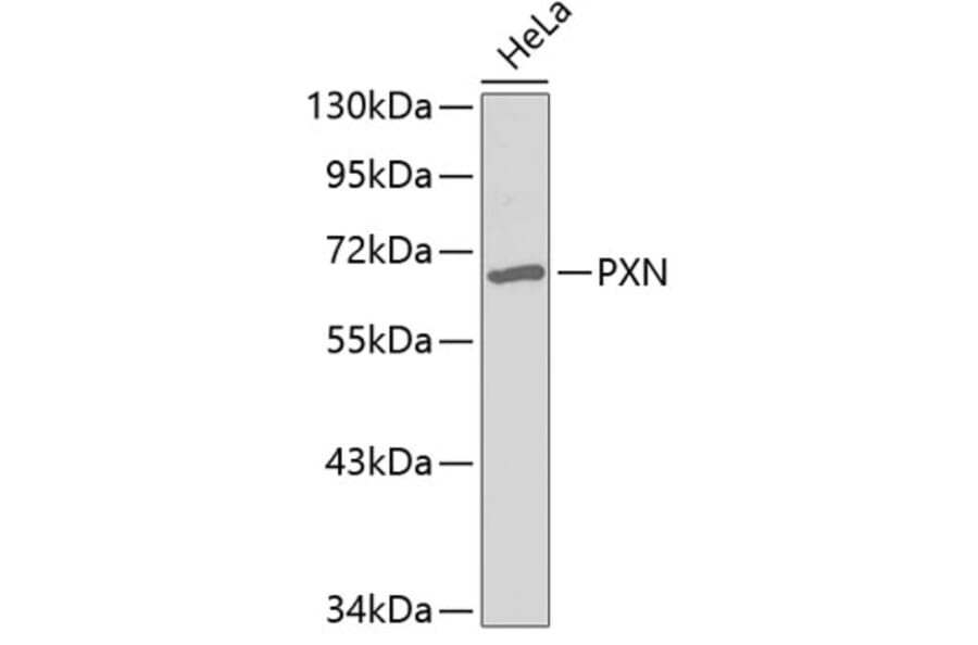 Western Blot - Anti-PXN Antibody (A3065) - Antibodies.com