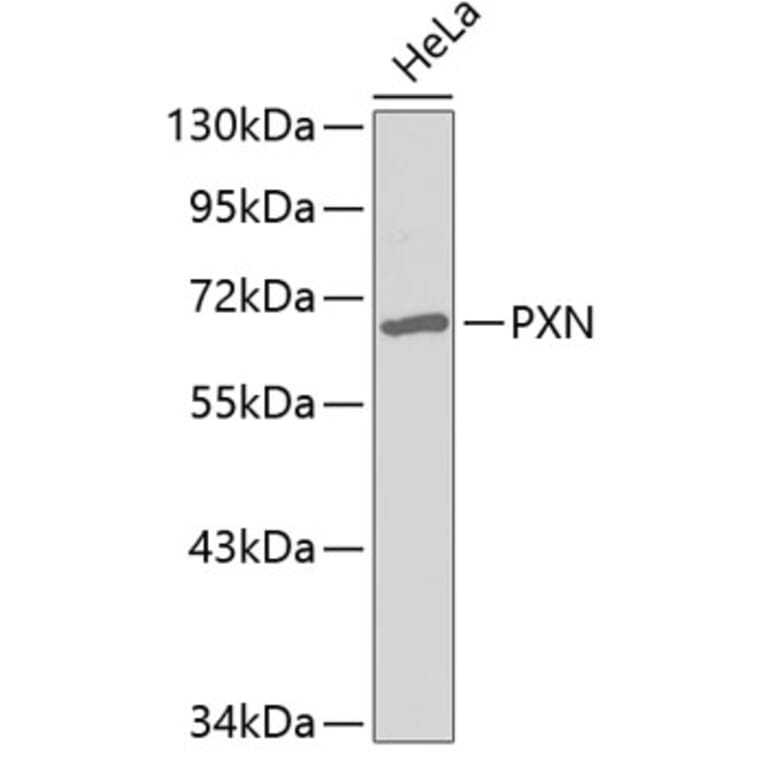 Western Blot - Anti-PXN Antibody (A3065) - Antibodies.com
