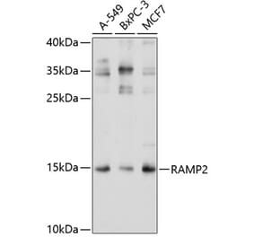 Western Blot - Anti-RAMP2 Antibody (A11605) - Antibodies.com