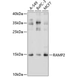 Western Blot - Anti-RAMP2 Antibody (A11605) - Antibodies.com