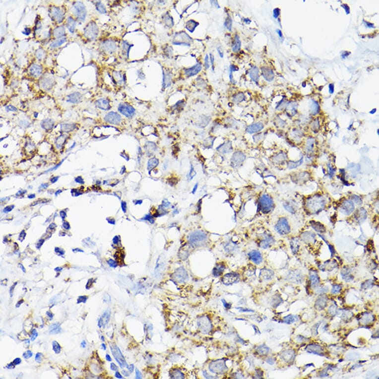 Immunohistochemistry - Anti-RAMP2 Antibody (A11605) - Antibodies.com