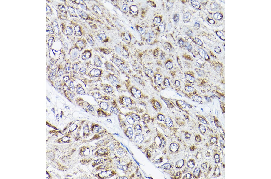Immunohistochemistry - Anti-RAMP2 Antibody (A11605) - Antibodies.com