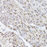 Immunohistochemistry - Anti-RAMP2 Antibody (A11605) - Antibodies.com