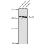 Western Blot - Anti-Rad50 Antibody (A11606) - Antibodies.com