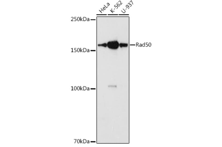 Western Blot - Anti-Rad50 Antibody (A11606) - Antibodies.com