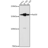 Western Blot - Anti-Rad50 Antibody (A11606) - Antibodies.com