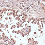 Immunohistochemistry - Anti-Rad50 Antibody (A11606) - Antibodies.com