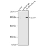 Western Blot - Anti-Rad50 Antibody (A11606) - Antibodies.com