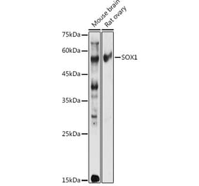 Western Blot - Anti-SOX1 Antibody (A11607) - Antibodies.com