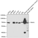 Western Blot - Anti-TRAF3 Antibody (A11608) - Antibodies.com