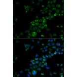 Immunofluorescence - Anti-TRAF3 Antibody (A11608) - Antibodies.com