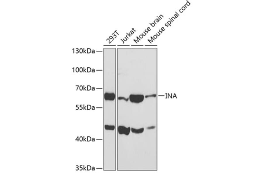 Western Blot - Anti-INA Antibody (A3109) - Antibodies.com