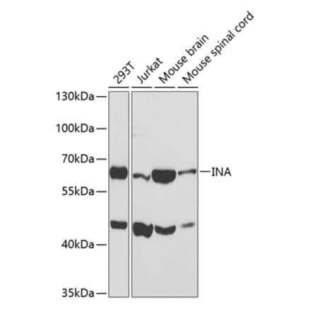 Western Blot - Anti-INA Antibody (A3109) - Antibodies.com