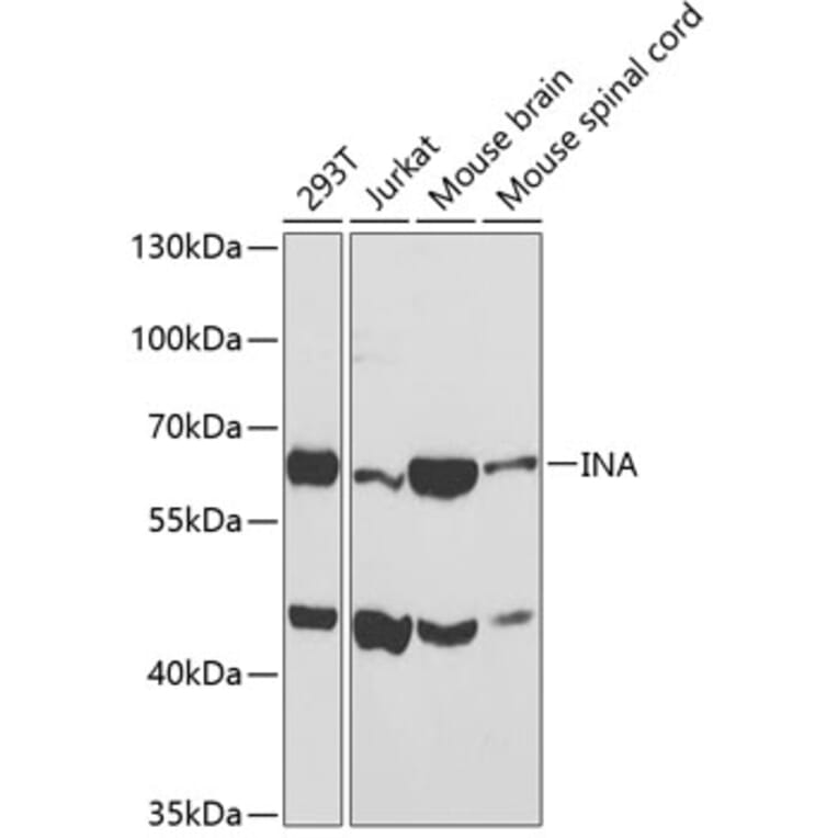 Western Blot - Anti-INA Antibody (A3109) - Antibodies.com