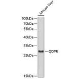 Western Blot - Anti-QDPR Antibody (A3150) - Antibodies.com