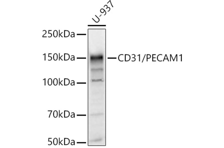 Western Blot - Anti-CD31 Antibody (A11618) - Antibodies.com