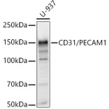 Western Blot - Anti-CD31 Antibody (A11618) - Antibodies.com