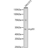 Western Blot - Anti-p53 Antibody (A11620) - Antibodies.com
