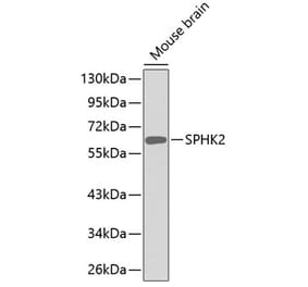 Western Blot - Anti-SPHK2 Antibody (A11622) - Antibodies.com