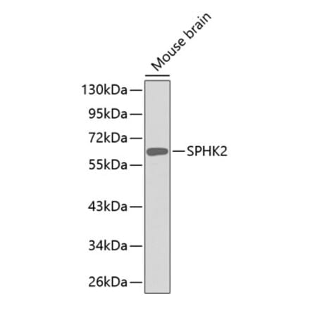 Western Blot - Anti-SPHK2 Antibody (A11622) - Antibodies.com