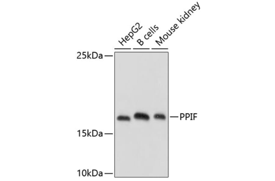 Western Blot - Anti-Cyclophilin F Antibody (A11623) - Antibodies.com