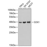 Western Blot - Anti-SOX1 Antibody (A3222) - Antibodies.com